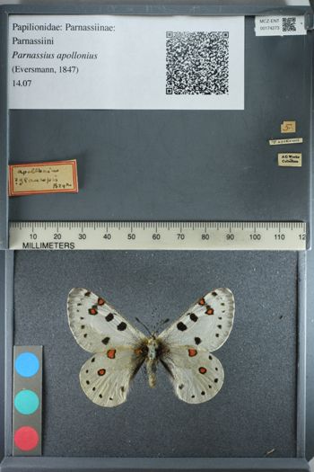 Media type: image;   Entomology 174273